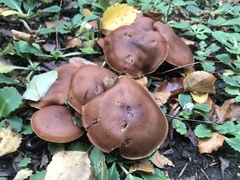 Lyophyllum fumosum