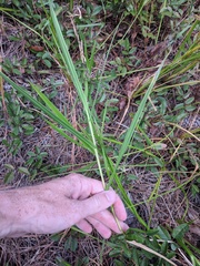 Panicum hemitomon