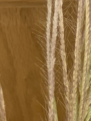 Trichloris pluriflora