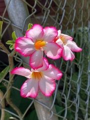 Adenium