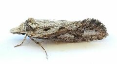 Acrolophus variabilis