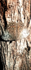 Hamadryas