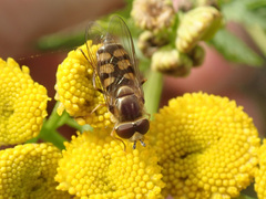 Eupeodes corollae