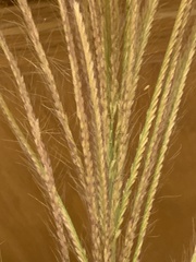 Trichloris pluriflora