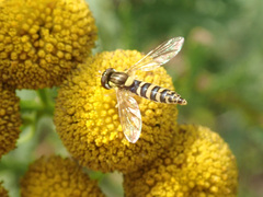 Sphaerophoria scripta