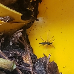 Sciaroidea