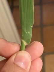 Trichloris pluriflora