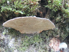 Heterobasidion annosum