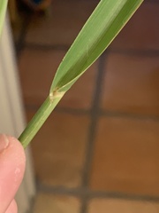 Trichloris pluriflora