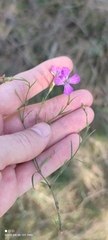 Dianthus campestris