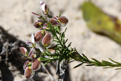 Polygala microlopha