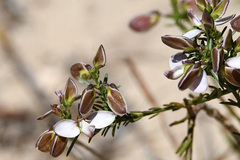 Polygala microlopha