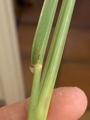 Trichloris pluriflora