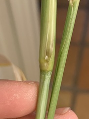 Trichloris pluriflora