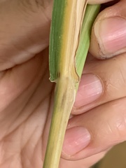 Trichloris pluriflora