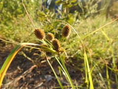 Cyperus retrorsus