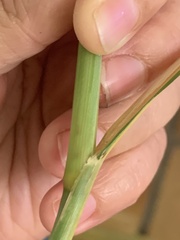 Trichloris pluriflora