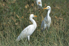 Bubulcus ibis