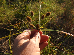 Cyperus retrorsus