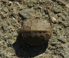 Emys orbicularis