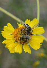 Diadasia