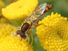 Sphaerophoria scripta