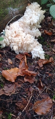 Hericium alpestre