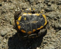 Emys orbicularis