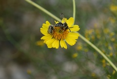 Diadasia