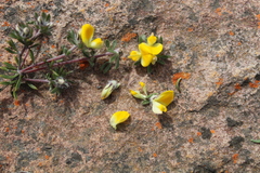 Aspalathus stenophylla