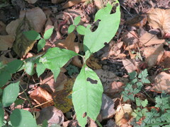 Oemleria cerasiformis