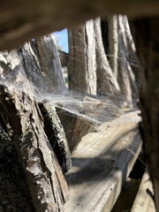 Frontinella pyramitela