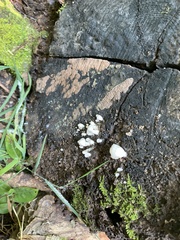 Myxarium nucleatum