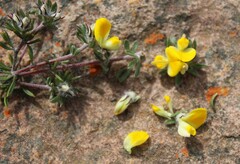 Aspalathus stenophylla