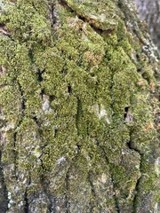 Grimmia laevigata