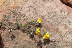 Aspalathus stenophylla
