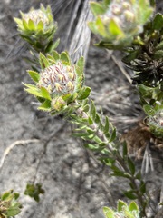 Aspalathus aspalathoides