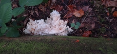 Hericium alpestre