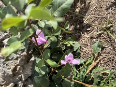 Cyclamen graecum graecum