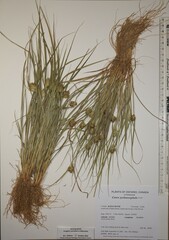 Carex sychnocephala