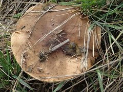 Melanoleuca brevipes