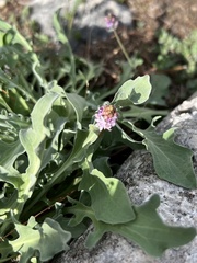 Cyclamen graecum graecum