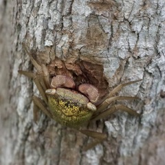 Aratus pisonii