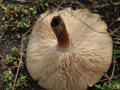 Melanoleuca brevipes