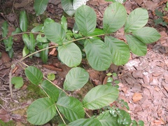 Stereospermum chelonoides