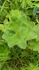 Alchemilla micans