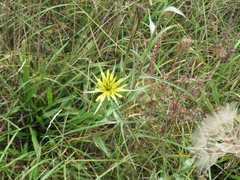 Tragopogon dubius