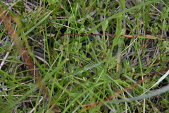 Stellaria humifusa