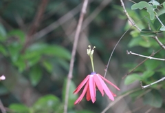 Passiflora edmundoi