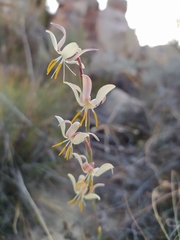 Hesperantha radiata